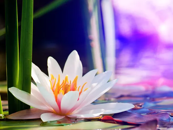 Lotus flower — Stock Photo, Image