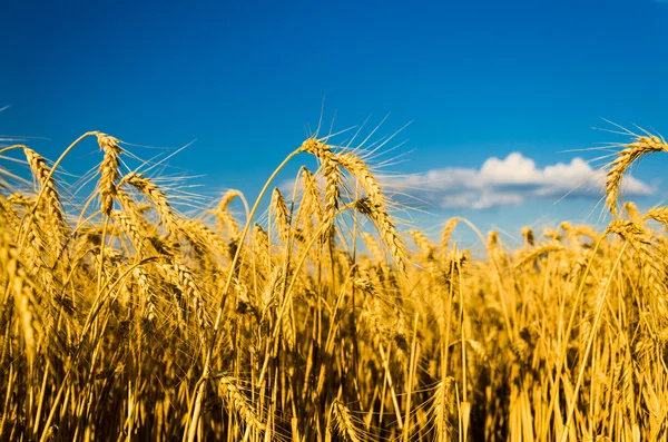 Terreno di grano — Foto Stock