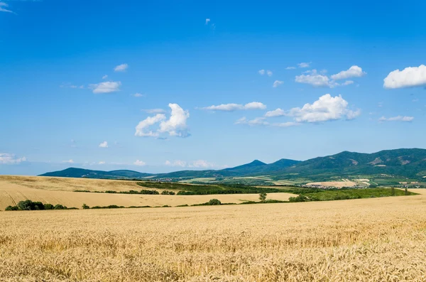 Terreno di grano — Foto Stock