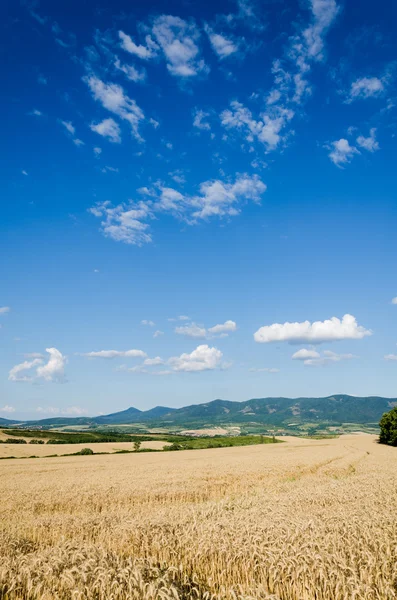 Terreno di grano — Foto Stock