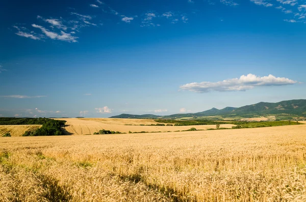 Wheat land — Stock Photo, Image