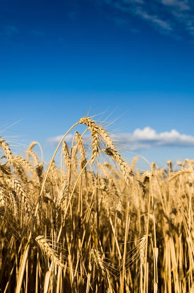 Terreno di grano — Foto Stock