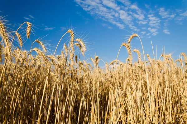 Campo di vista grano — Foto Stock