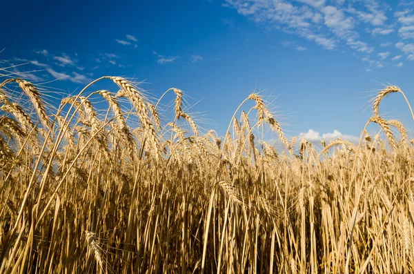 Fondo di terra di grano — Foto Stock