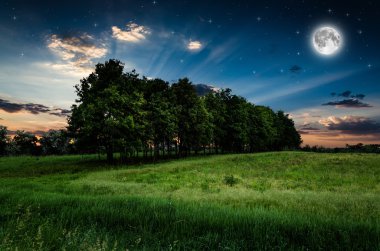 gece gökyüzü ve ağaçlar arka plan