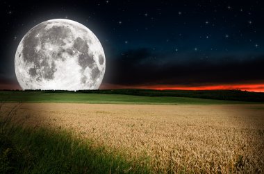 Wheat in the nigh clipart
