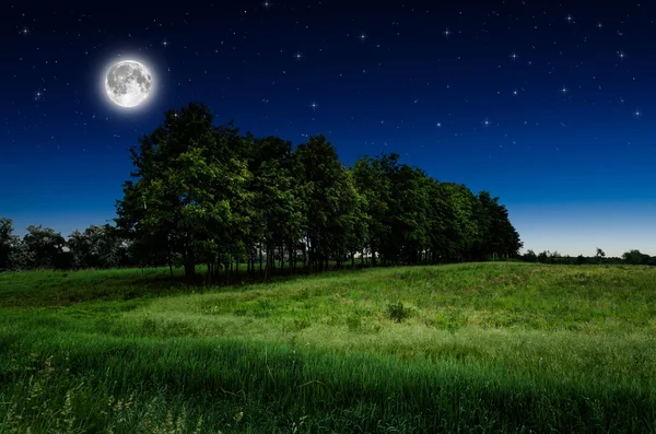 Nocne niebo i drzewa tło — Zdjęcie stockowe