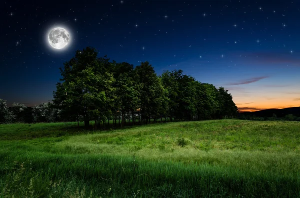 Night sky and trees background — Stock Photo, Image