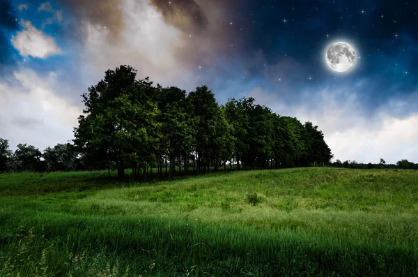 Nacht hemel en bomen achtergrond — Stockfoto