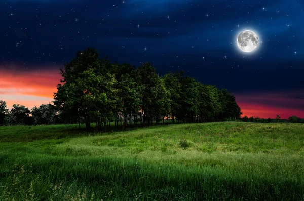 Night sky and trees background — Stock Photo, Image