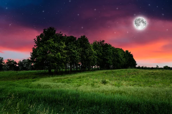 Céu noturno e árvores fundo — Fotografia de Stock