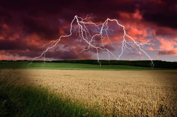 Thunderstorm with lightning in wheat land — Stock Photo, Image