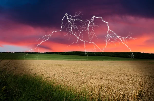 Thunderstorm with lightning in wheat land — Stock Photo, Image