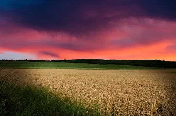 Grano nelle vicinanze — Foto Stock