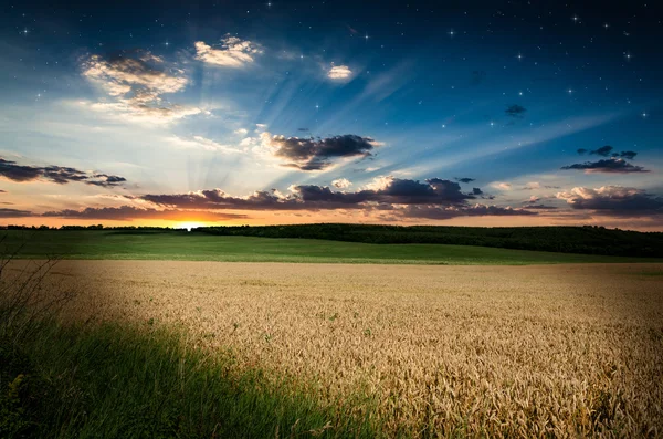 Wheat in the nigh — Stock Photo, Image