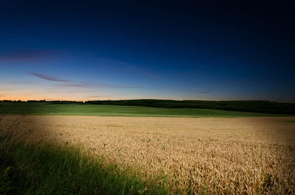 Wheat in the nigh