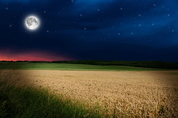 Pšenice v noč — Stock fotografie