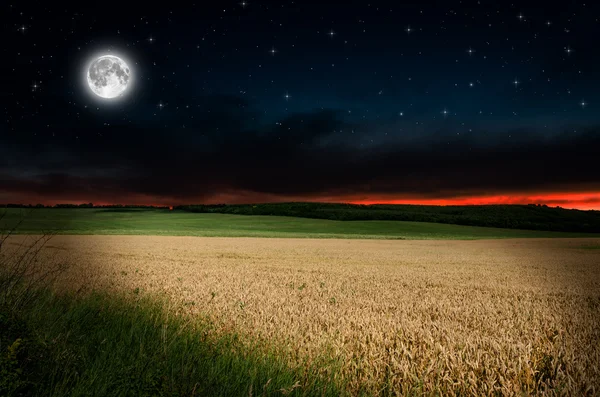 Wheat in the nigh — Stock Photo, Image