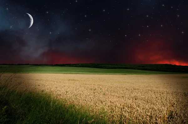 Pšenice v noč — Stock fotografie