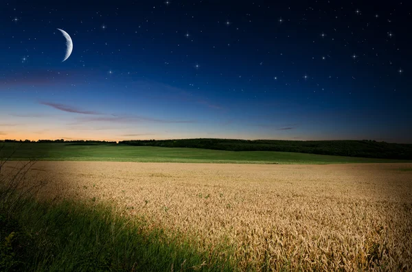 Wheat in the nigh — Stock Photo, Image