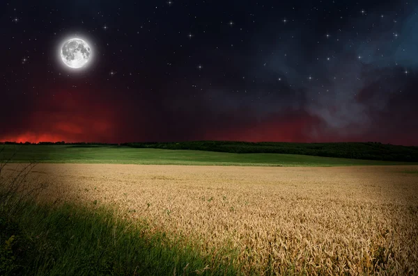 Wheat in the nigh — Stock Photo, Image