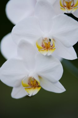 Beyaz Orkide