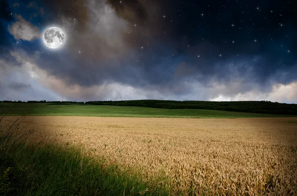 Wheat in the nigh — Stock Photo, Image