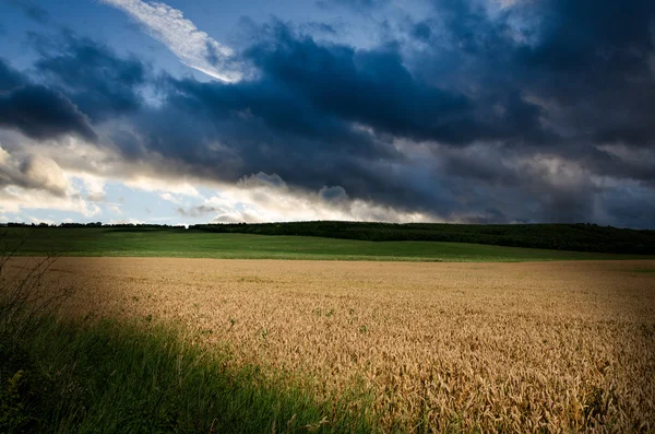 Weizen und wolkenverhangener Himmel — Stockfoto