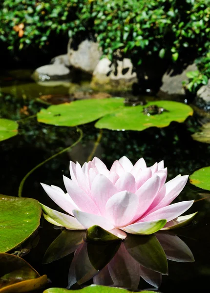 Water lily — Stock Photo, Image