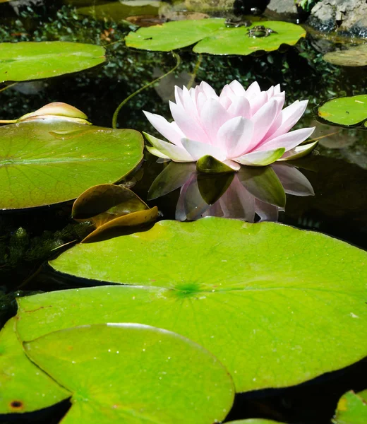 Lirio de agua —  Fotos de Stock