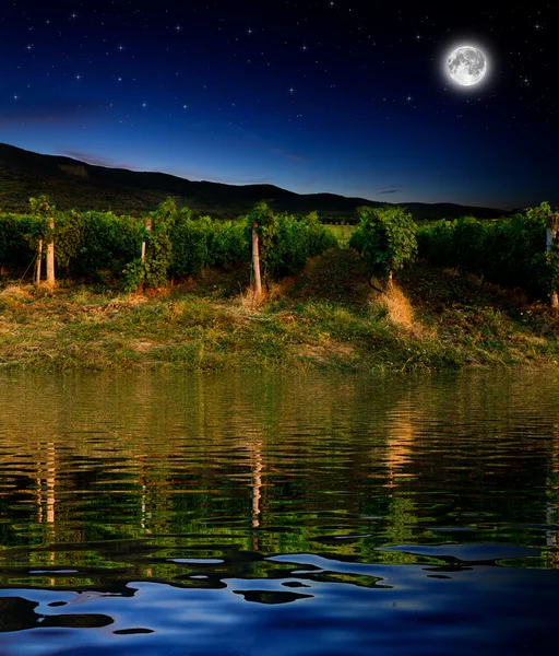 Grape field in the night — Stock Photo, Image