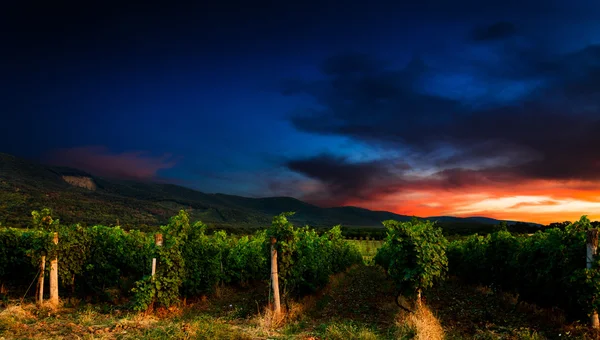 Üzüm alan — Stok fotoğraf