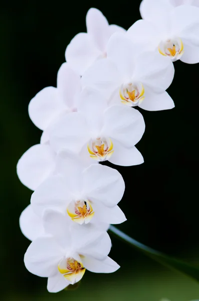 Orquídea blanca — Foto de Stock