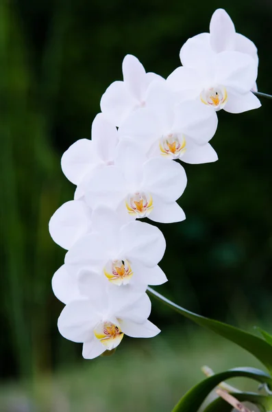 Storczyk white — Zdjęcie stockowe