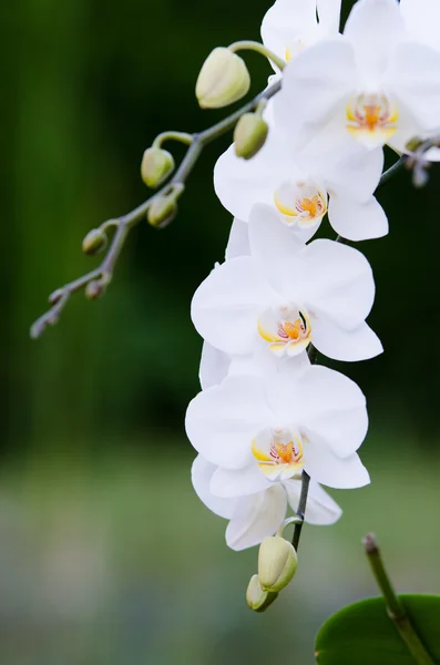 Storczyk white — Zdjęcie stockowe