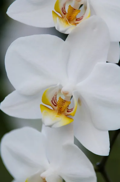 Orquídea blanca — Foto de Stock