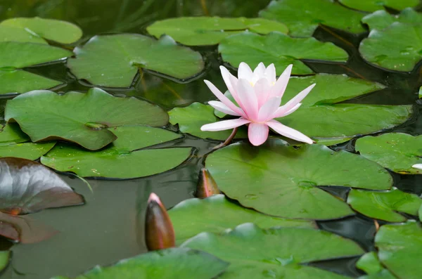 Flor de loto —  Fotos de Stock