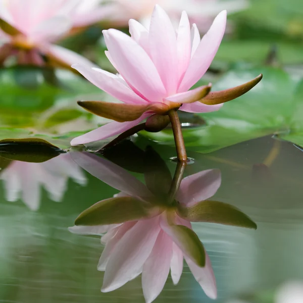 Lotus flower — Stock Photo, Image