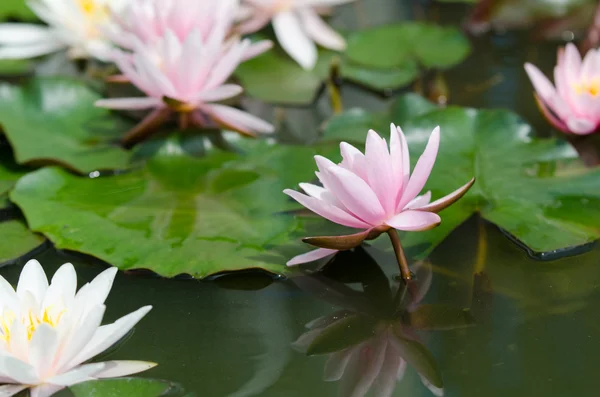 Lotus flower — Stock Photo, Image