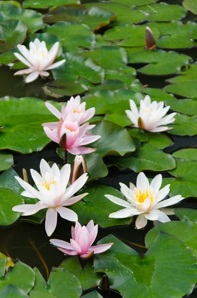 Flor de loto —  Fotos de Stock