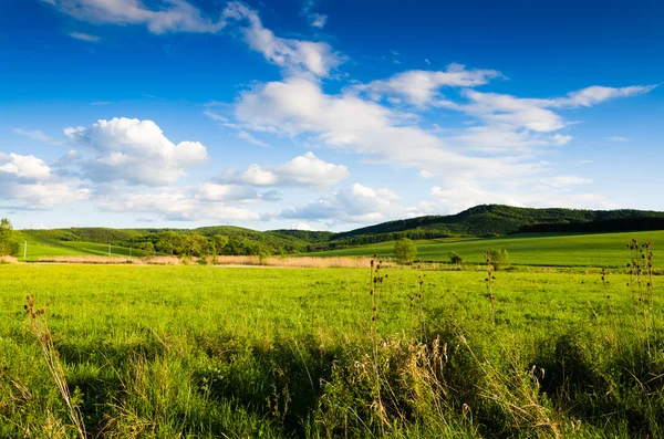 Green field — Stock Photo, Image