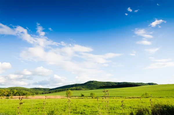 Grüne Wiese — Stockfoto