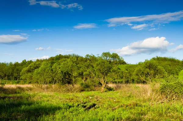 Green field — Stock Photo, Image