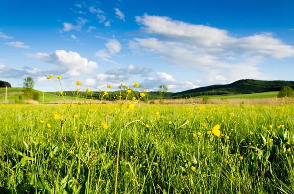 Campo verde — Foto Stock