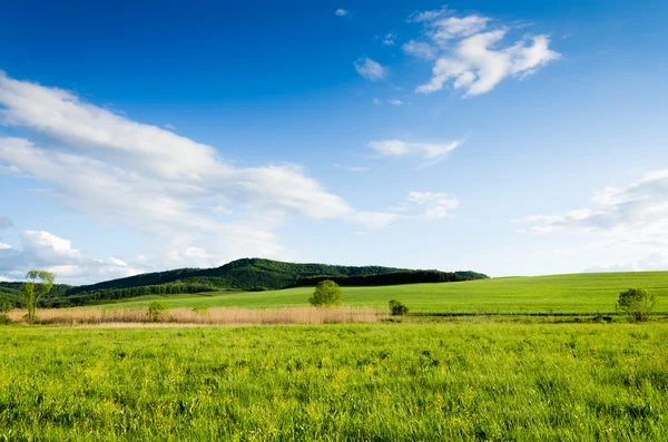 Campo verde — Stockfoto