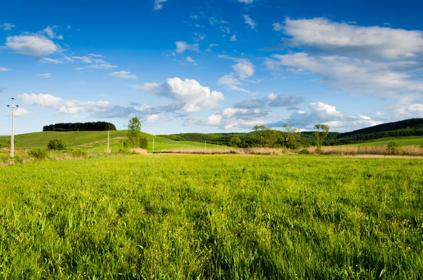 Green field — Stock Photo, Image