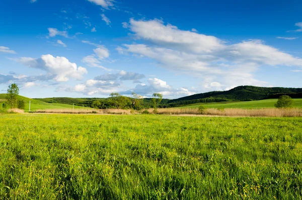 Grüne Wiese — Stockfoto