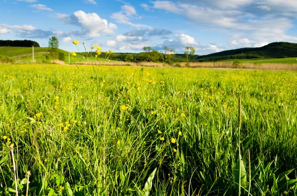 Campo verde — Stockfoto