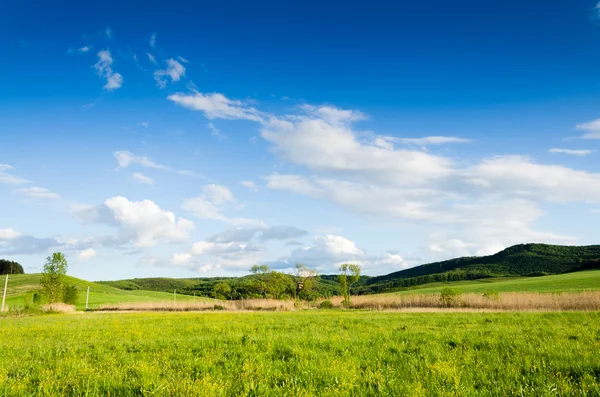 Campo verde — Foto de Stock