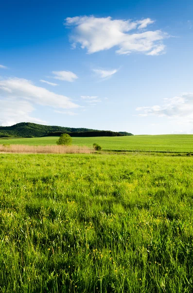 Câmp verde — Fotografie, imagine de stoc